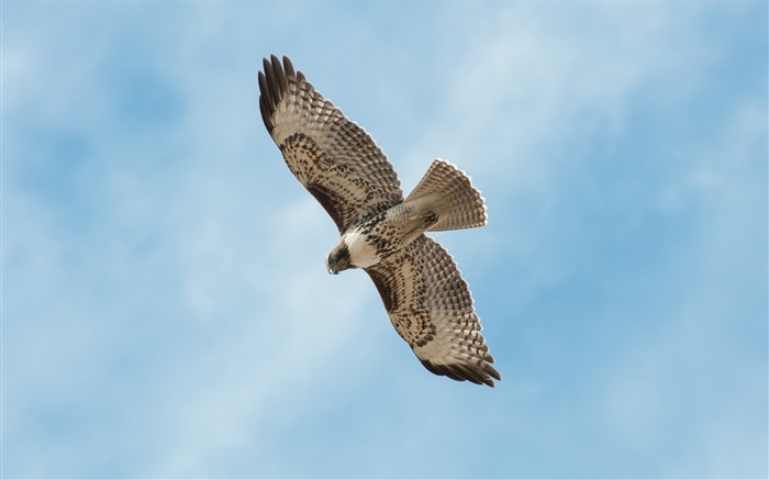 Un vuelo del pájaro, alas, cielo azul Fondos de pantalla, imagen