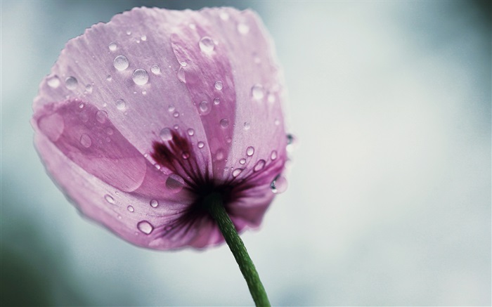 A flor de amapola púrpura Fondos de pantalla, imagen