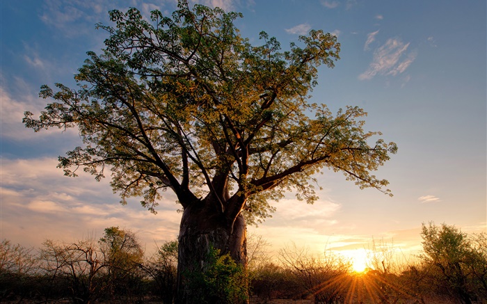 África, Zimbabue, sabana, baobab, puesta del sol, los rayos del sol Fondos de pantalla, imagen