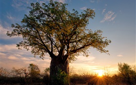 África, Zimbabue, sabana, baobab, puesta del sol, los rayos del sol HD fondos de pantalla