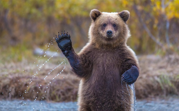 Alaska oso pardo Fondos de pantalla, imagen