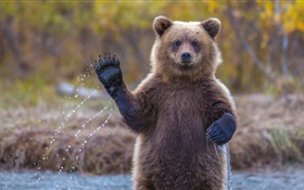Alaska oso pardo HD fondos de pantalla