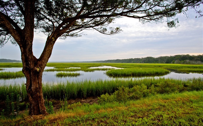 Amelia Island, Florida, EE.UU., árbol, pantano Fondos de pantalla, imagen