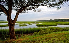 Amelia Island, Florida, EE.UU., árbol, pantano HD fondos de pantalla