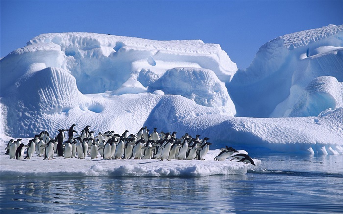 Antártida Pingüinos Adelia, la nieve, el hielo Fondos de pantalla, imagen