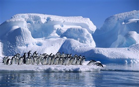 Antártida Pingüinos Adelia, la nieve, el hielo HD fondos de pantalla