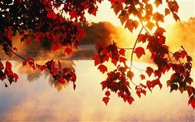hojas de otoño, los rayos del sol, el paisaje hermoso de la naturaleza HD fondos de pantalla
