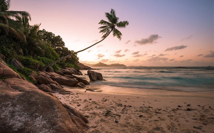 Playa, costa, palmeras, puesta del sol Fondos de pantalla, imagen