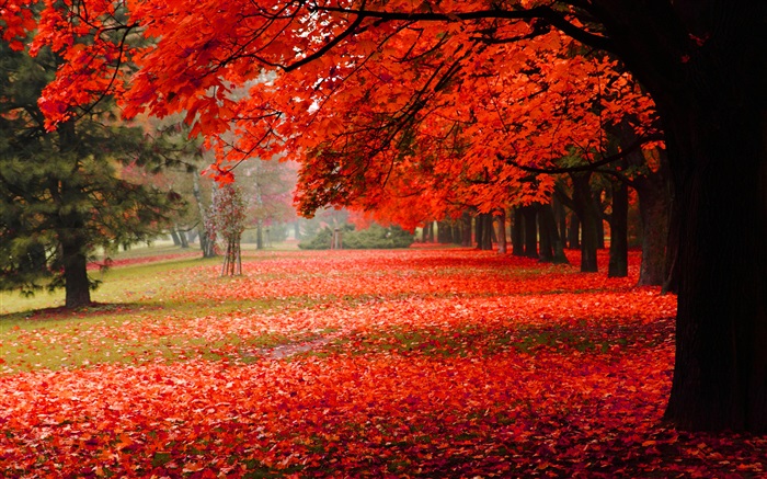 Hermoso otoño, hojas rojas Fondos de pantalla, imagen