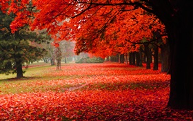Hermoso otoño, hojas rojas HD fondos de pantalla