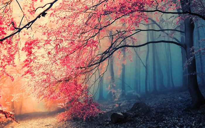 Paisaje hermoso del otoño, árboles, hojas rojas Fondos de pantalla, imagen