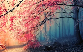Paisaje hermoso del otoño, árboles, hojas rojas
