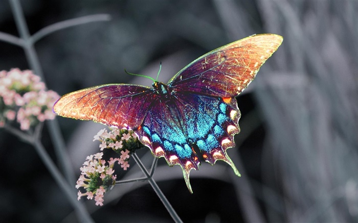 Hermosa mariposa, alas de colores Fondos de pantalla, imagen