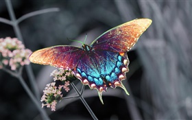 Hermosa mariposa, alas de colores HD fondos de pantalla