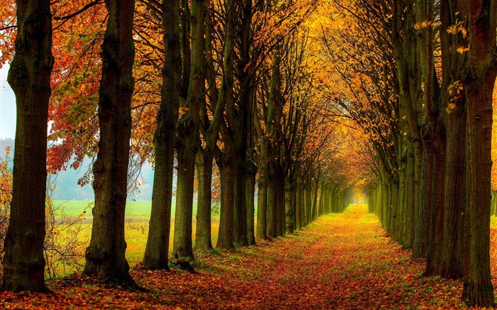 La hermosa naturaleza, bosque, árboles, trayectoria, otoño Fondos de pantalla, imagen