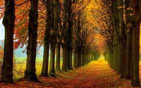 La hermosa naturaleza, bosque, árboles, trayectoria, otoño HD fondos de pantalla