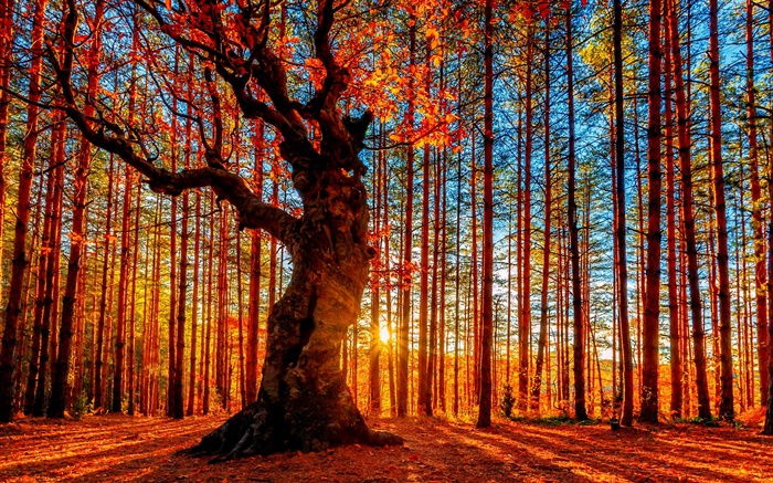 Hermoso bosque puesta del sol, árboles, hojas rojas, otoño Fondos de pantalla, imagen