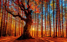 Hermoso bosque puesta del sol, árboles, hojas rojas, otoño