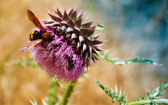 Las abejas, escarabajos, flores de color púrpura Fondos de pantalla, imagen