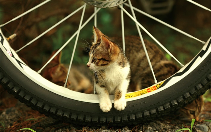 Rueda de bicicleta, lindo gatito Fondos de pantalla, imagen