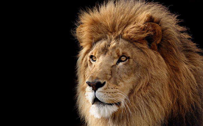 Gato grande, león Fondos de pantalla, imagen