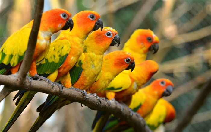 Las aves de cerca, loros amarillos Fondos de pantalla, imagen