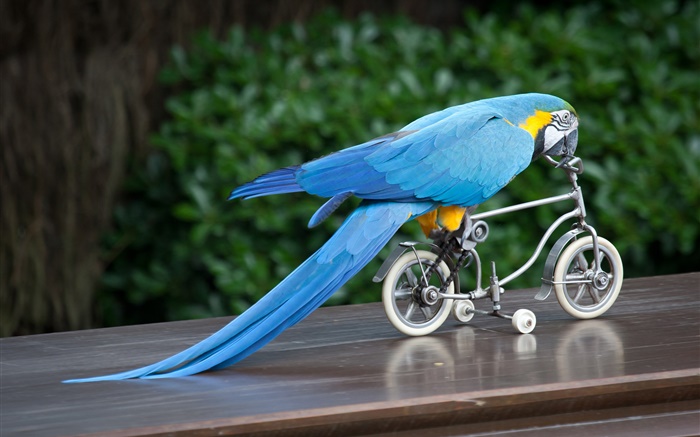 Pluma azul bicicleta montar loro Fondos de pantalla, imagen