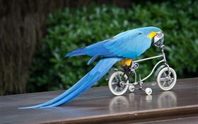 Pluma azul bicicleta montar loro