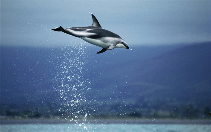 Mar azul, vuelo de los delfines Fondos de pantalla, imagen