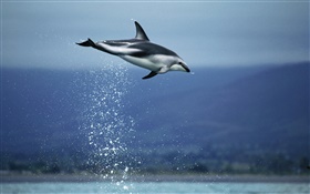 Mar azul, vuelo de los delfines HD fondos de pantalla