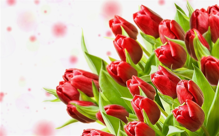 Flores del ramo, tulipanes rojos Fondos de pantalla, imagen