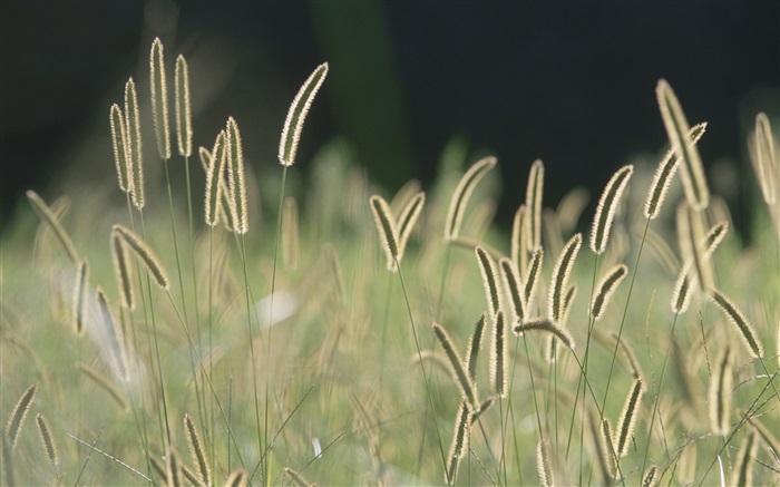 Cerda hierba, bokeh Fondos de pantalla, imagen