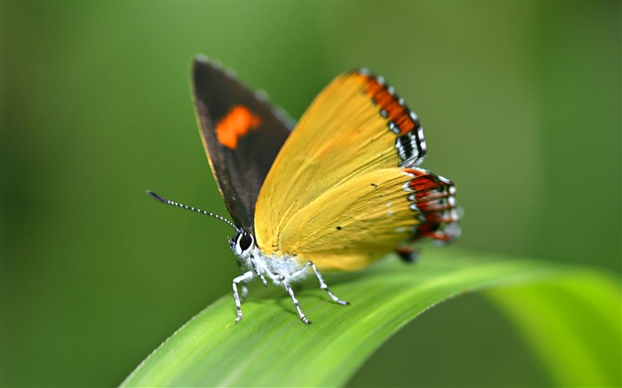 Mariposa, la hierba Fondos de pantalla, imagen