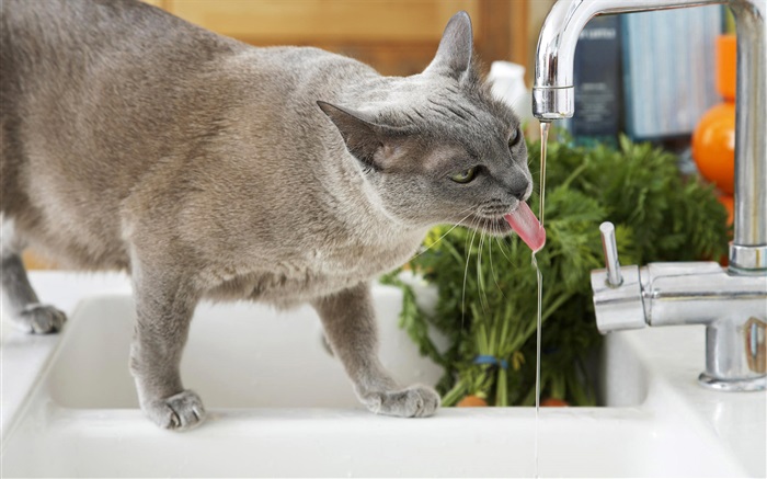Beber agua del gato Fondos de pantalla, imagen