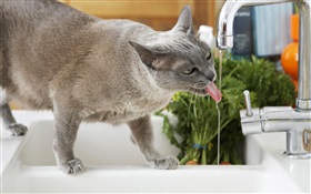 Beber agua del gato HD fondos de pantalla