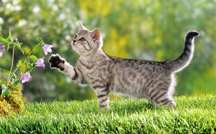 gato flor táctil Fondos de pantalla, imagen