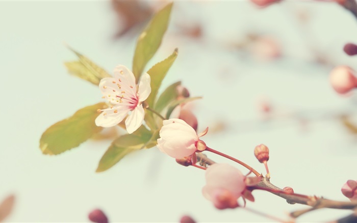flores de cerezo de cerca Fondos de pantalla, imagen