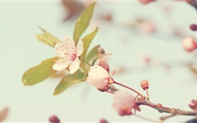 flores de cerezo de cerca