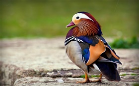 Plumas coloridas aves, pato mandarín