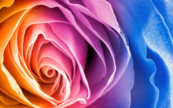 Pétalos coloridos de flor rosa Fondos de pantalla, imagen