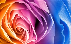 Pétalos coloridos de flor rosa HD fondos de pantalla