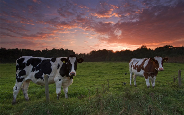 Vacas, puesta del sol, hierba Fondos de pantalla, imagen