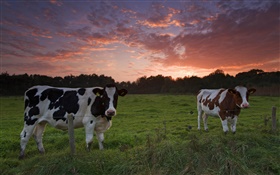 Vacas, puesta del sol, hierba