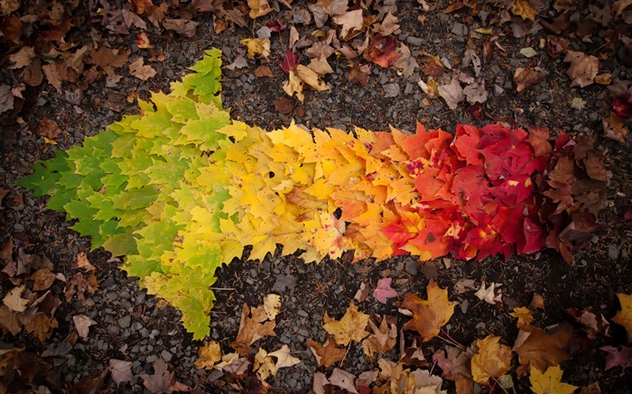 Imágenes creativas, las hojas de otoño flecha Fondos de pantalla, imagen