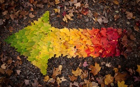 Imágenes creativas, las hojas de otoño flecha HD fondos de pantalla
