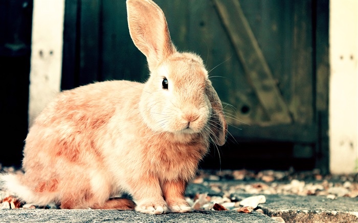 Conejo marrón lindo Fondos de pantalla, imagen