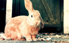 Conejo marrón lindo HD fondos de pantalla