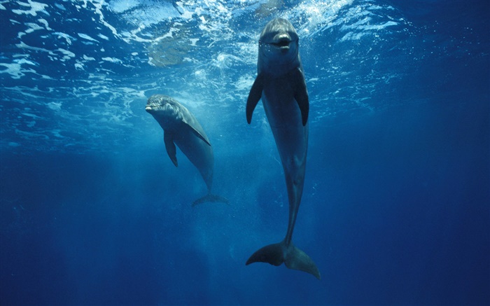delfines en el bajo el agua Fondos de pantalla, imagen