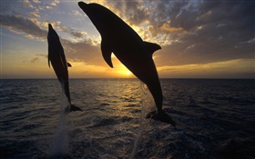 Los delfines saltan fuera del agua, puesta del sol