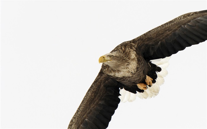 alas de águila Fondos de pantalla, imagen